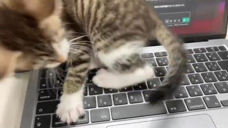 猫睡醒转圈圈是怎么了