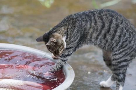 猫咪能吃鸡头吗