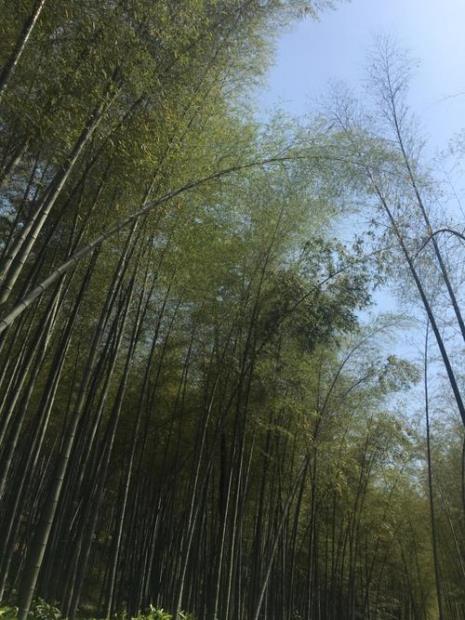 宜兴太华山竹海要门票吗