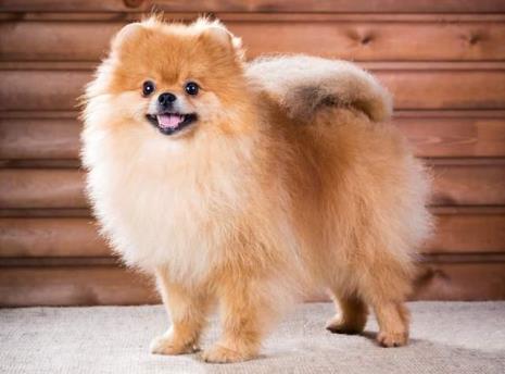 博美犬都有什么系