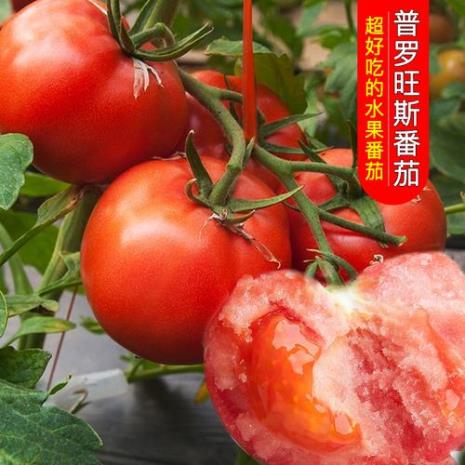 普罗旺斯西红柿广告词