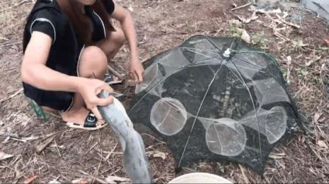下地笼捕鱼白天好还是晚上好