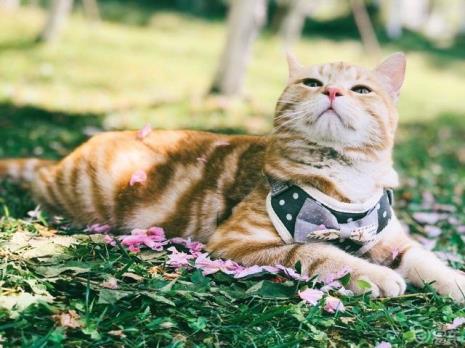 猫咪突然不回家怎么回事