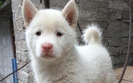 下司犬和虎斑犬哪个好