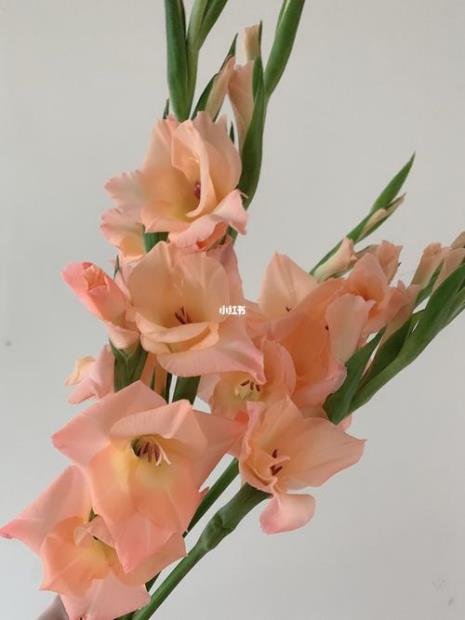 哪个城市的市花是剑兰