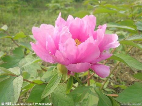 四大名花是哪四种花