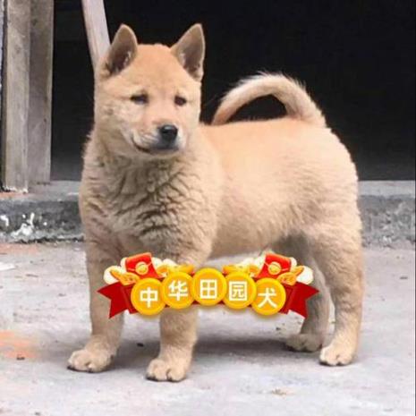 中华田园犬什么时候命名的