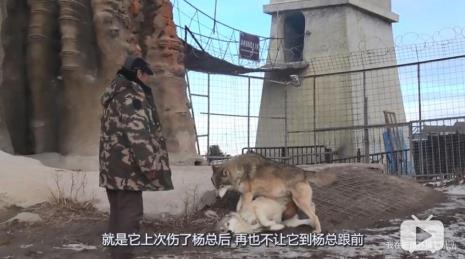 什么叫贝塔狼