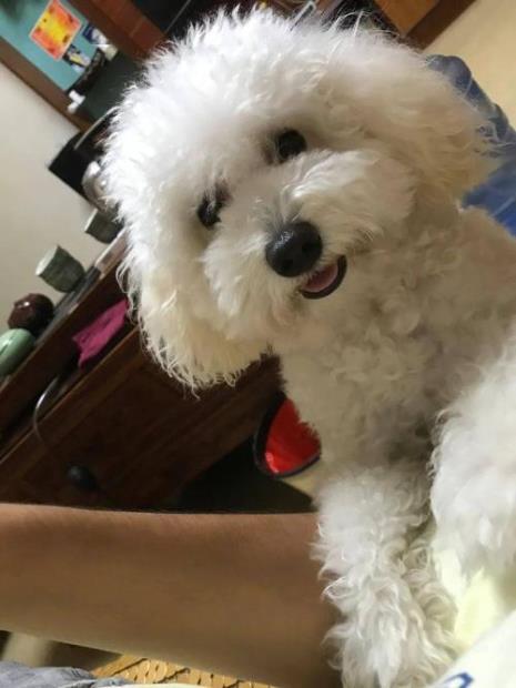 比熊犬身上有很多杂毛怎么回事