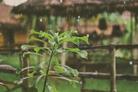 什么年雨水大