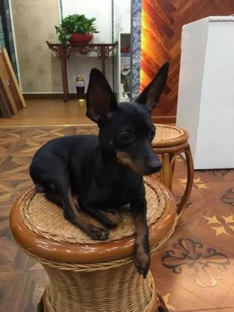 什么狗不掉毛无体臭