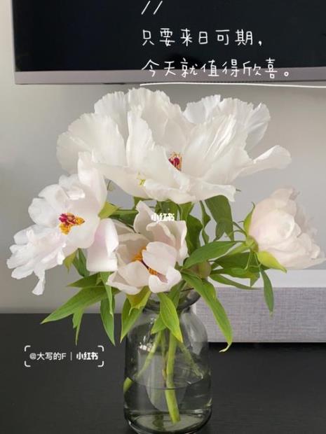 开白色花的芍药家里能种吗
