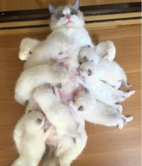 猫要怀孕多久才能生小猫