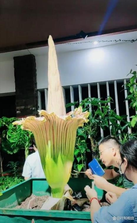 巨魔芋的起源是什么时候