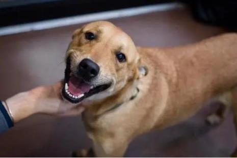 中华田园犬几个月成熟