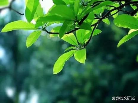 年华正好是什么意思
