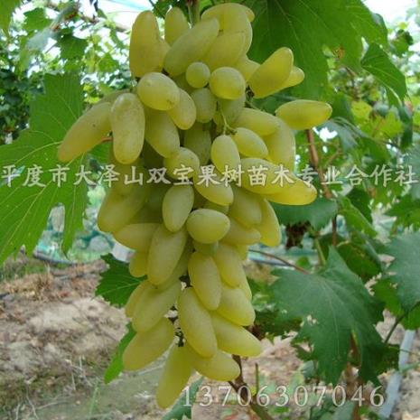 金手指葡萄适合庭院种植吗