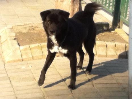 中华田园犬黑犬白胸好不好
