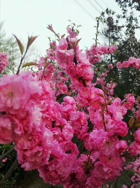 鲜花朵朵三朵大结局和谁在一起