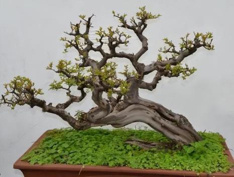 雀梅水培种植方法