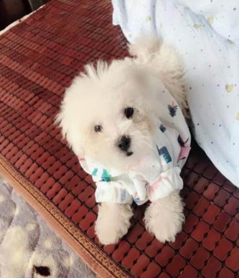 三个月的比熊总是添地怎么训练