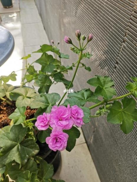 夏日玫瑰天竺葵怎么修剪