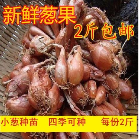 四川红葱和广东红葱有什么区别