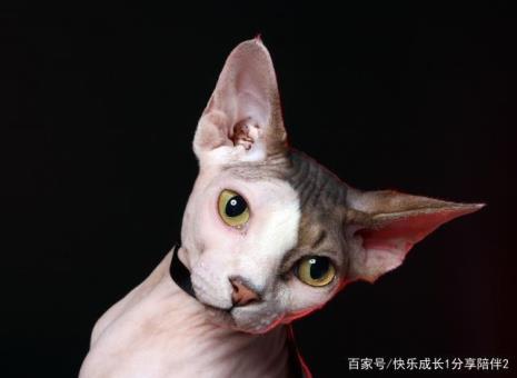 来自外星的猫为主角的电影