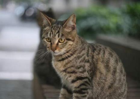 田园猫体重与月龄对照表