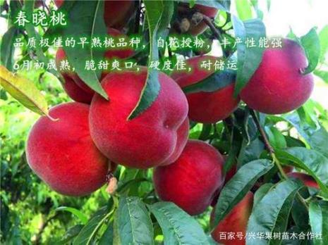 最贵最甜的桃树品种