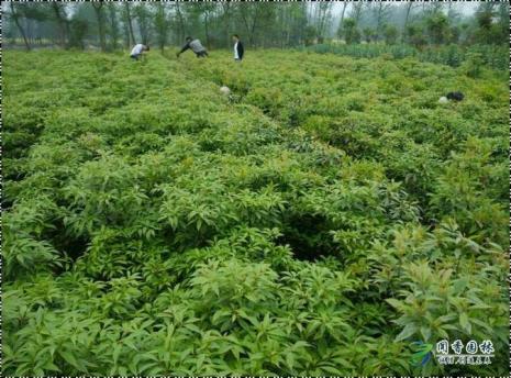 金丝楠木有栽种的价值吗