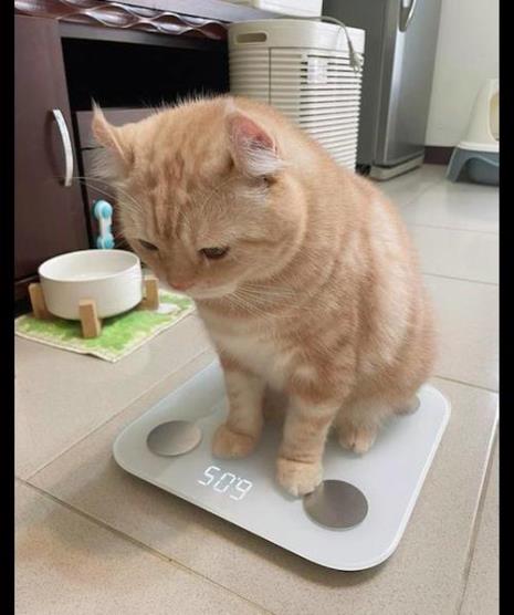 一岁的猫咪体重多少合适