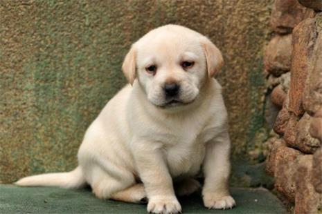 拉布拉多幼犬特点