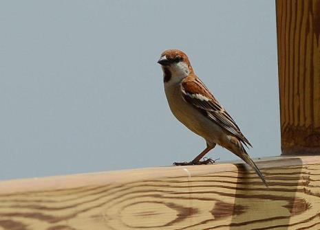 临沂野生鸟种类