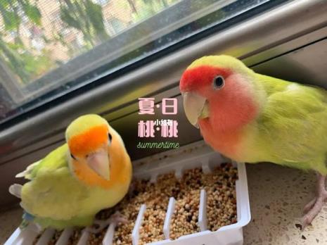 桃类鹦鹉几个月开始下蛋