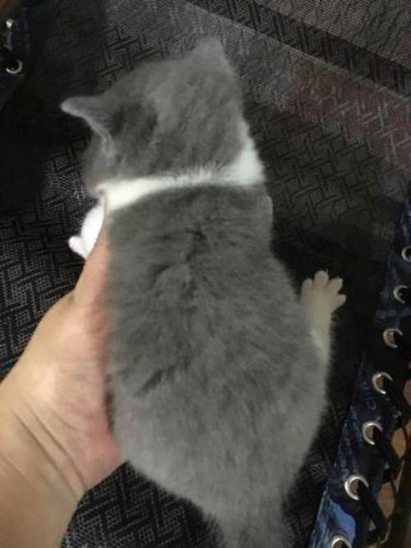 蓝白短公是什么意思