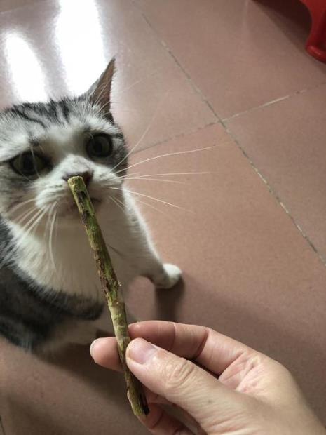 为什么木天蓼猫咪只蹭不咬
