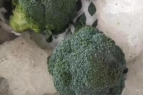 优秀西兰花定植后几天坐花