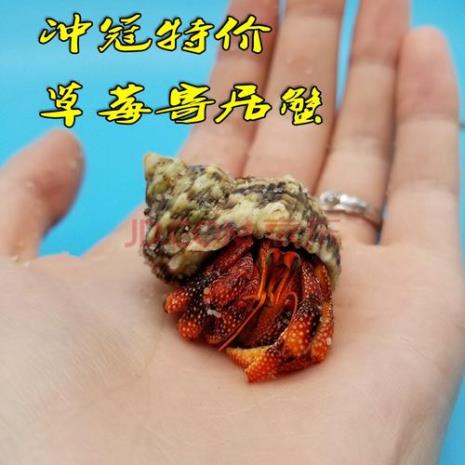 世界上最贵的十种观赏蟹