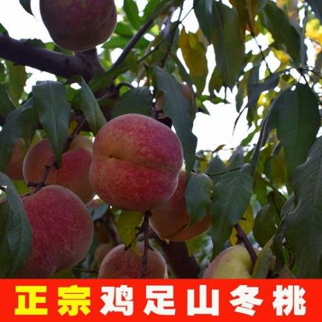 巨红蜜桃品种介绍