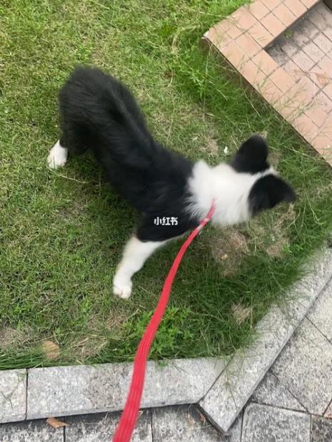 小边牧多大可以带出去玩