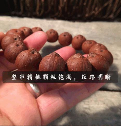 紫金鼠是什么种子