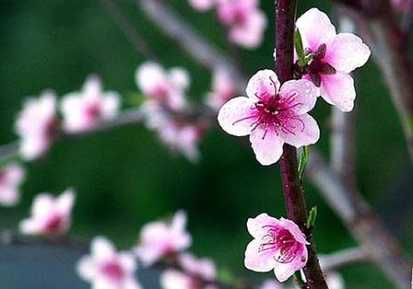 桃花的花语是什么又象征着什么