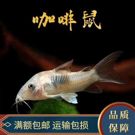 有哪些鱼缸清洁鱼