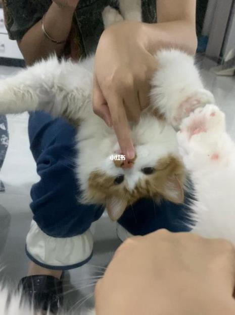 猫咪生产可以用手去摸他吗