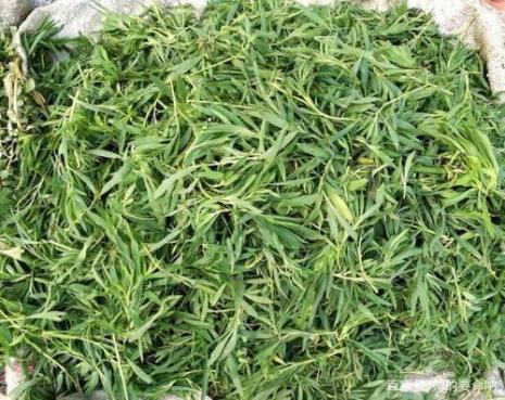 扫帚菜什么时候有