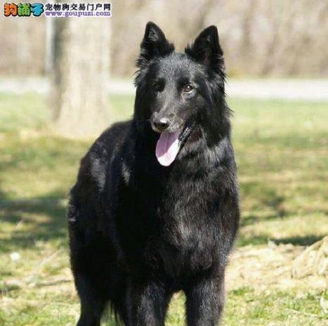 蓝湾犬为啥这么贵