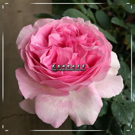 伊芙四度与芬香花园哪个好养