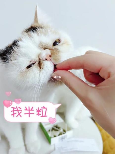 给猫吃了驱虫药后流口水怎么办