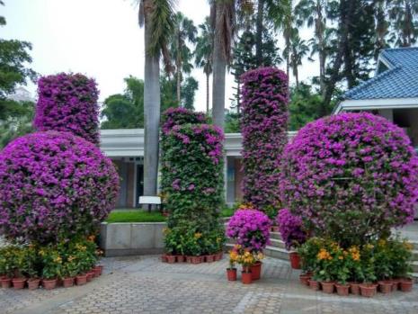 三角梅是哪个城市的市花